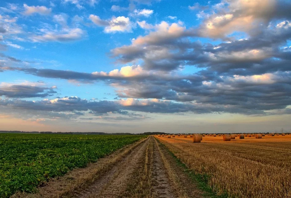 Wyzwania i innowacyjne rozwiązania Syngenta