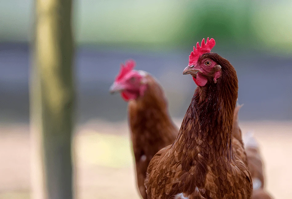 Grypa ptaków znów atakuje w powiecie kaliskim