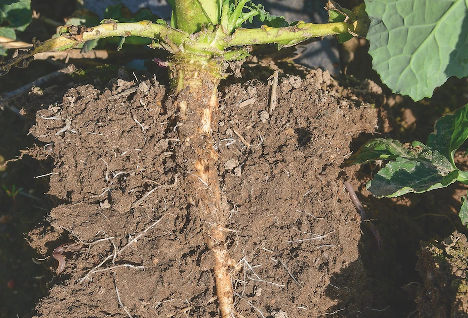 Korzeń i gleba, jak system naczyń połączonych