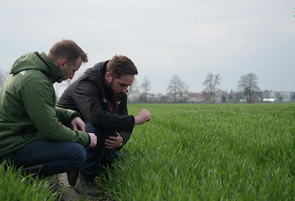 Fosfor: niezbędny składnik dla każdej rośliny. Agrii Start Realese od Agrii Polska.