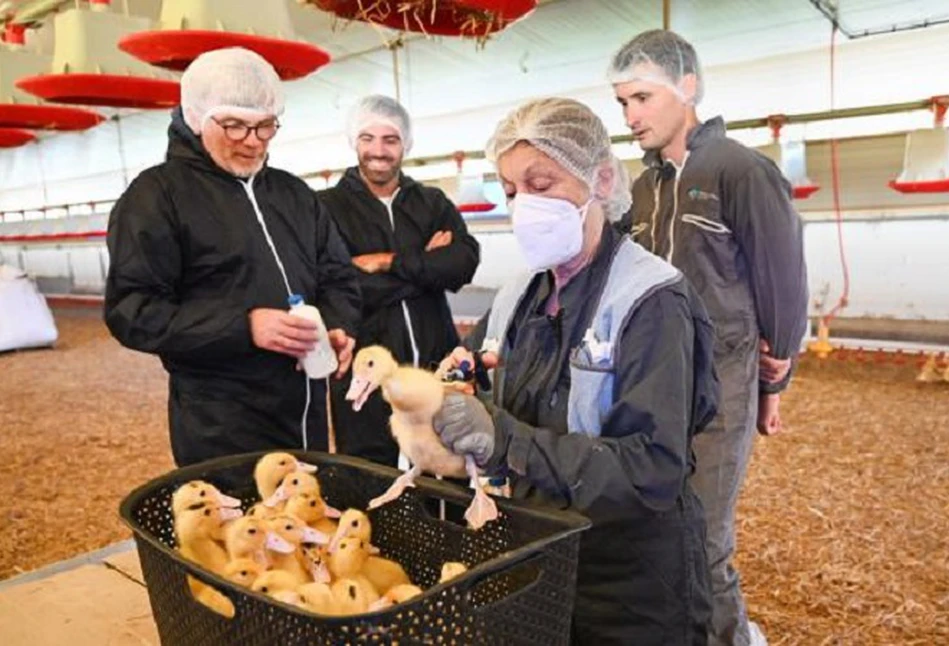 Francja rozpoczęła szczepienia przeciwko grypie ptaków. Są pierwsze konsekwencje tej decyzji.