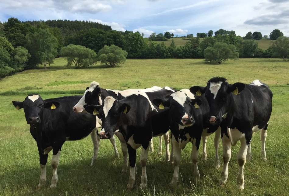 Fonterra – masło nadrabia straty, OMP ponownie w górę