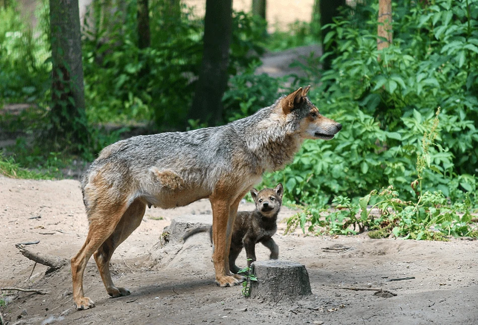 Będzie regulacja rosnącej populacji wilka?