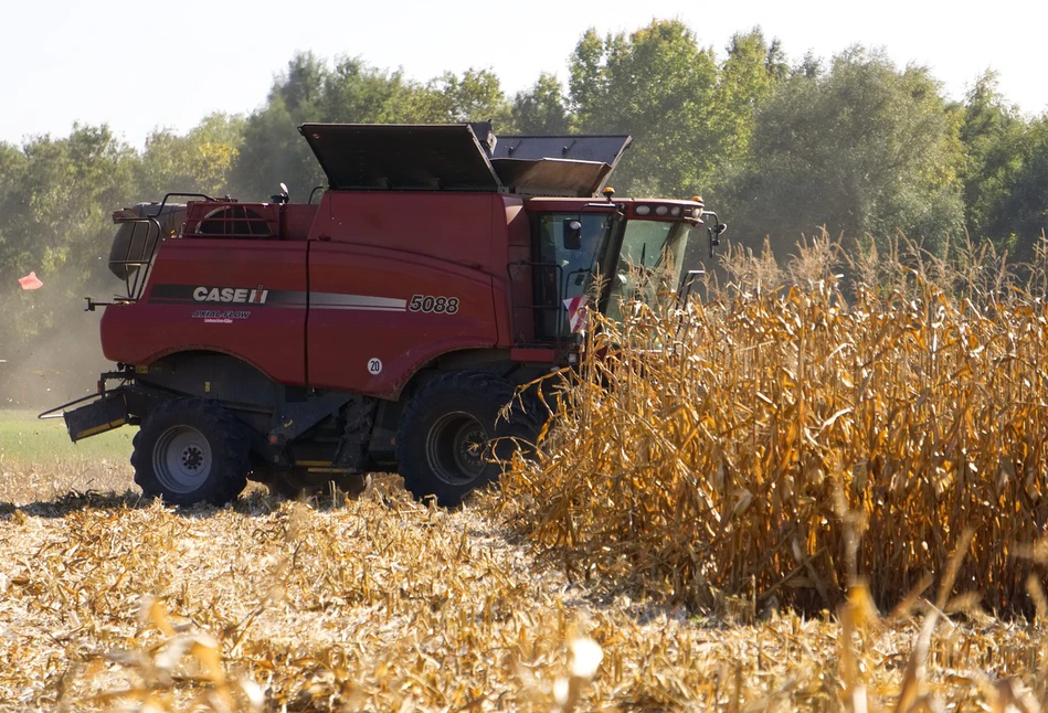 Czy rolnikowi opłacają się odmiany kukurydzy z szybkim dosychaniem ziarna?