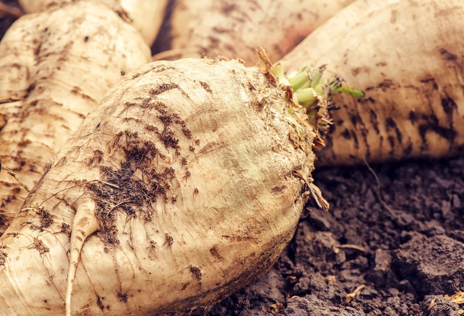 Südzucker Polska S.A. szykuje wcześniejszą, dodatkową płatność dla plantatorów buraków cukrowych