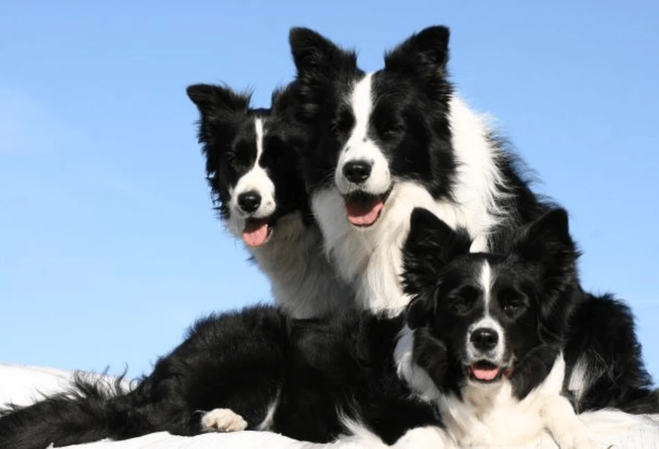 Pies do gospodarstwa - Border Collie