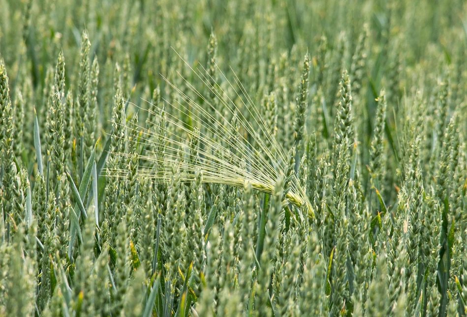 Septorioza plew pszenicy - rozwój, objawy i szkodliwość choroby