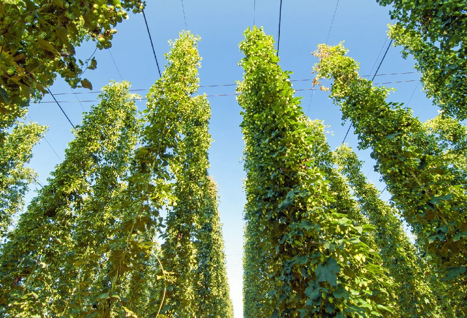 Pieniądze dla plantatorów chmielu z KPO. Na co można dostać dotacje?