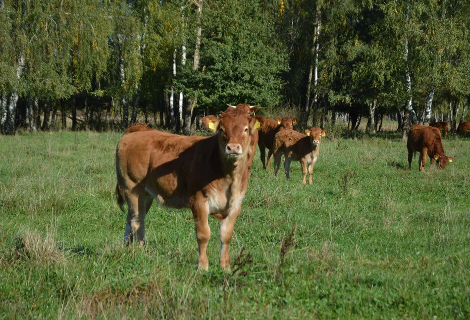 Odsadki do opasu z gospodarstwa ekologicznego