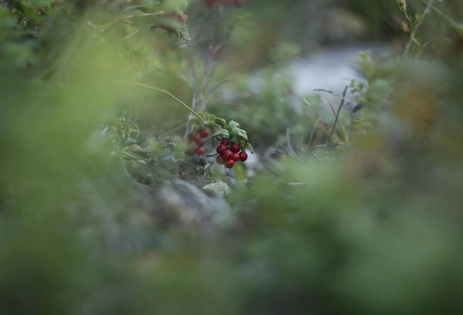 Natura od kuchni - konkurs dla KGW, a do wygrania 5 tys. złotych