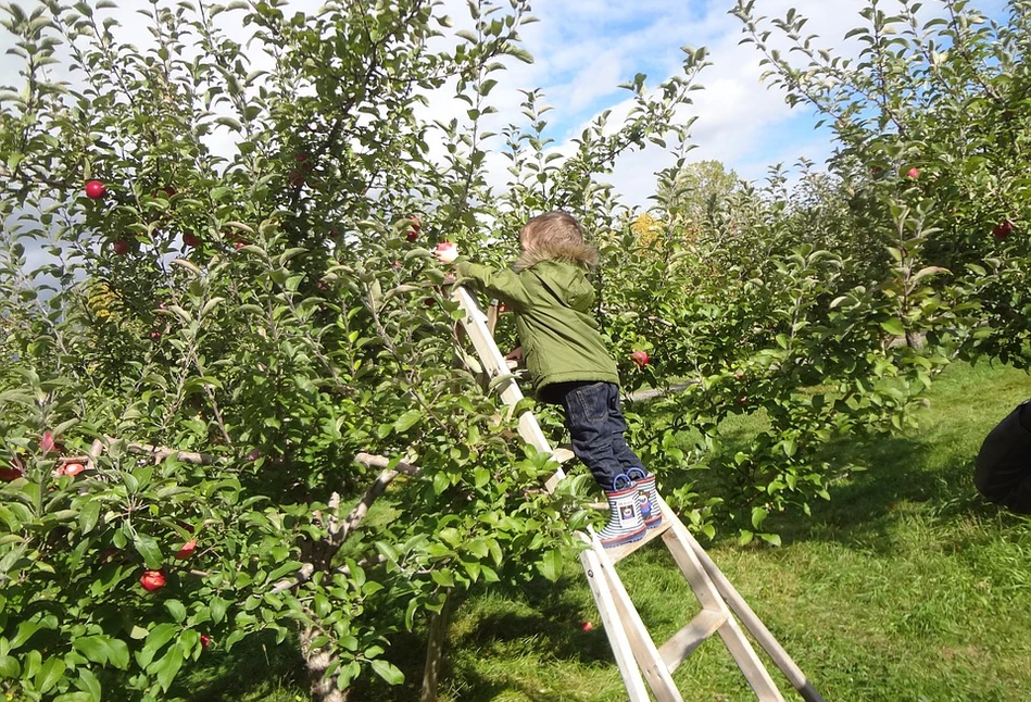 Kalendarz biodynamiczny na listopad 2020