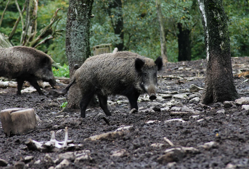 Kolejne przypadki ASF w Lubuskiem? Wiele na to wskazuje...