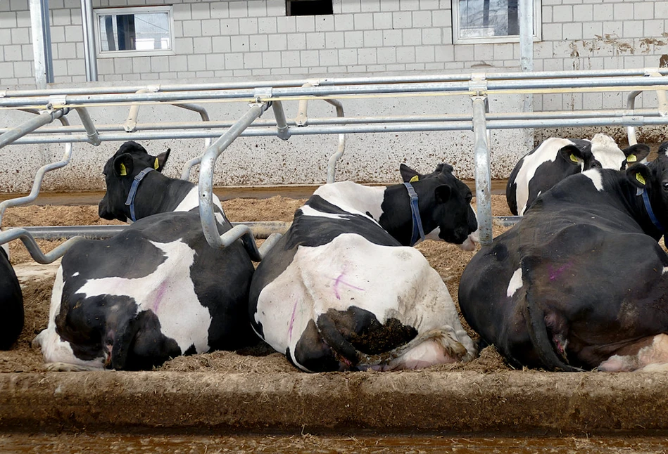 Bezpieczna i skuteczna dezynfekcja w walce z mastitis u krów