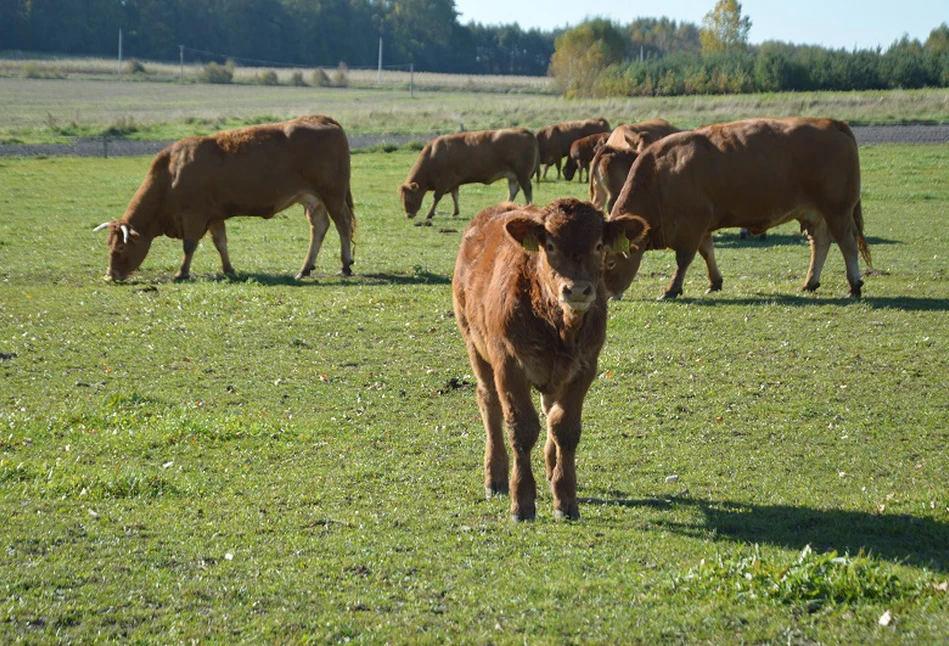 Bydło mięsne: powstała lista 340 dobrych, zrównoważonych praktyk w ramach projektu BovINE