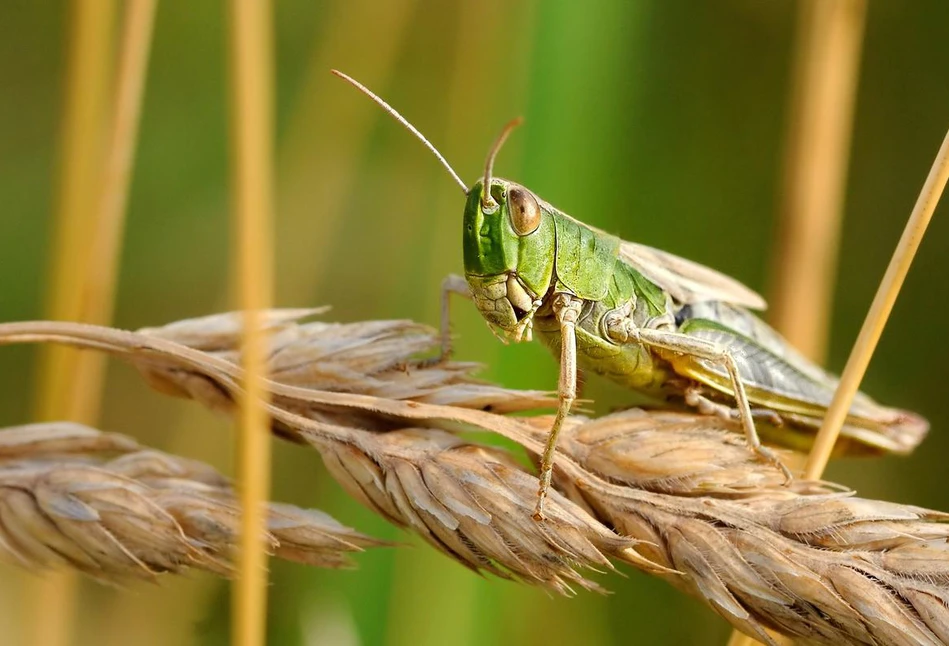 Plaga szarańczy doszczętnie zniszczyła 300 tys. ha kukurydzy