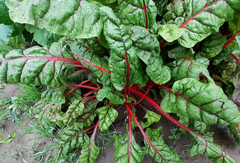 Jakie warzywa są najlepsze na uprawę poplonową w ogródku?