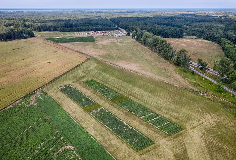 Prawie 100 odmian ziemniaka do zobaczenia na Potato Poland