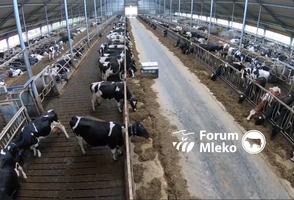Czy automatyzacja rodzinnego gospodarstwa mlecznego opłaca się?