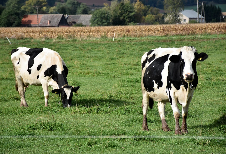 Wypas krów na pastwisku daje wiele dla ich kondycji