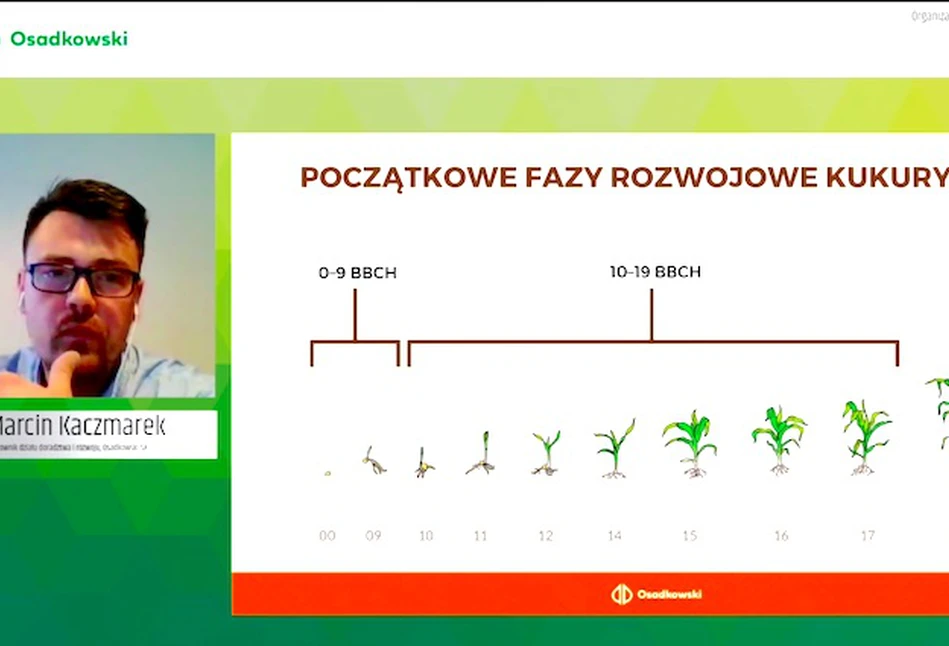 Kukurydza: dobrze odchwaścić i odżywić