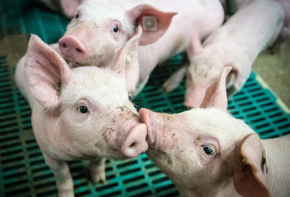 ASF: jakie zasady bioasekuracji obowiązują rolników?