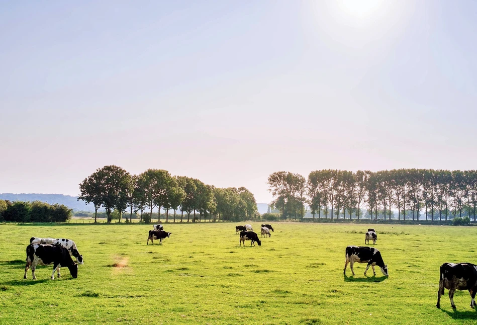 Arla znów o krok przed innymi