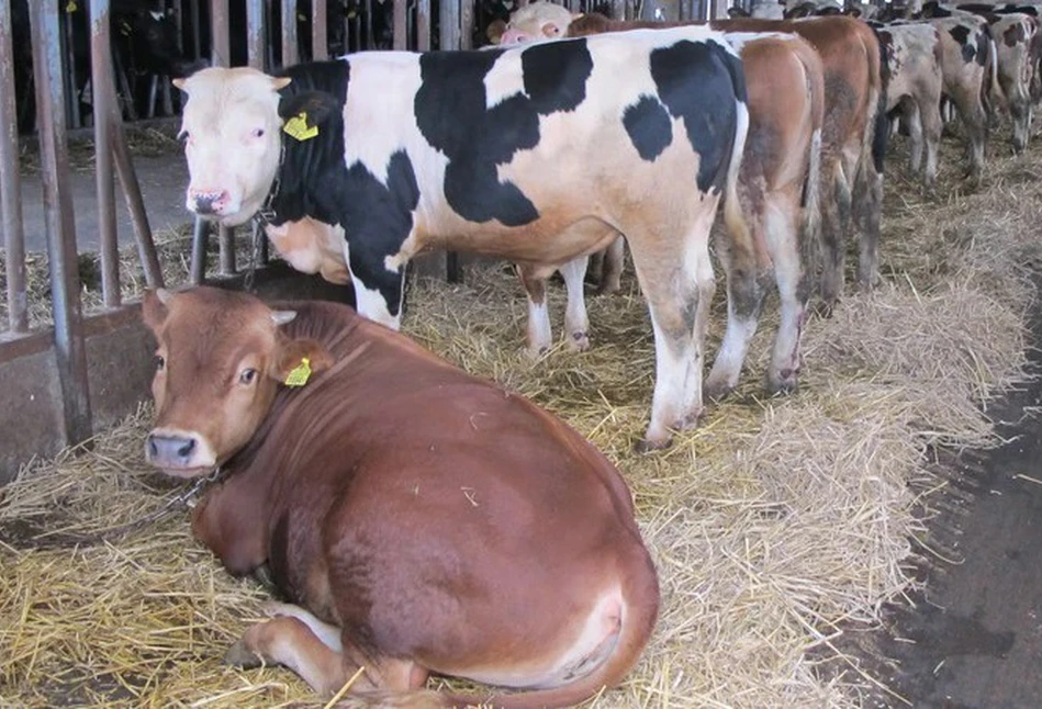 Ceny skupu żywca. Ile zakłady płacą za świnie i za bydło?