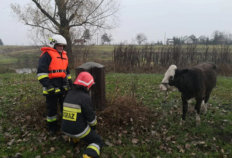 300-kilowy byczek uwięziony w Odrze. Na ratowników patrzył... spod byka